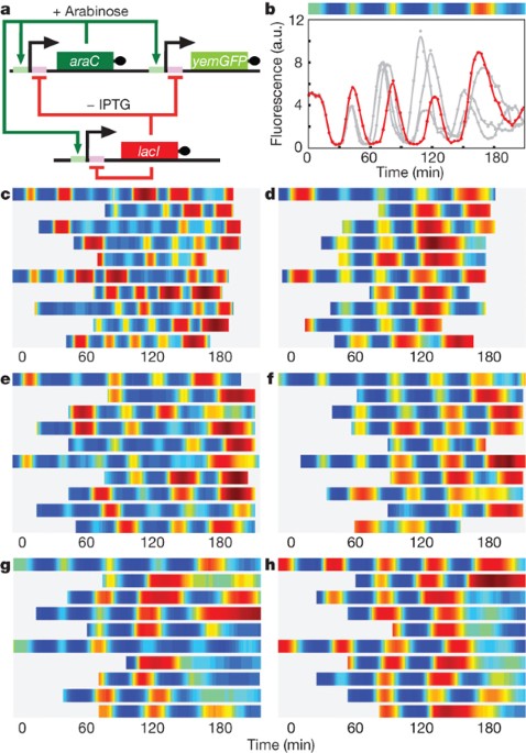 A fast, robust and tunable synthetic gene oscillator