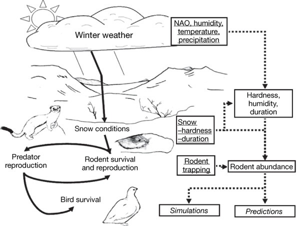 Lemming years are important for far more than just predators