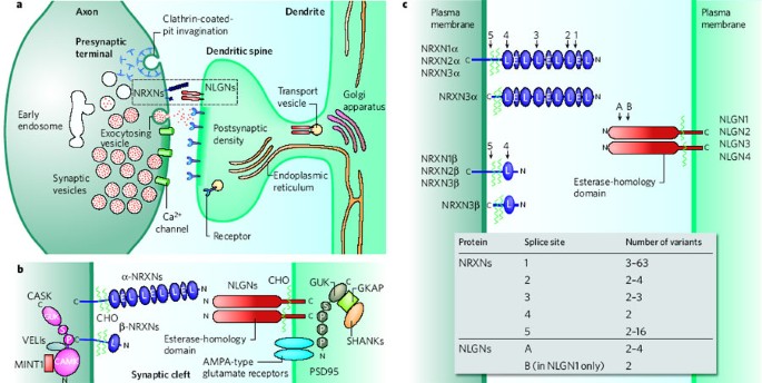 Neurexin-3 subsynaptic densities are spatially distinct from Neurexin-1 and  essential for excitatory synapse nanoscale organization in the hippocampus