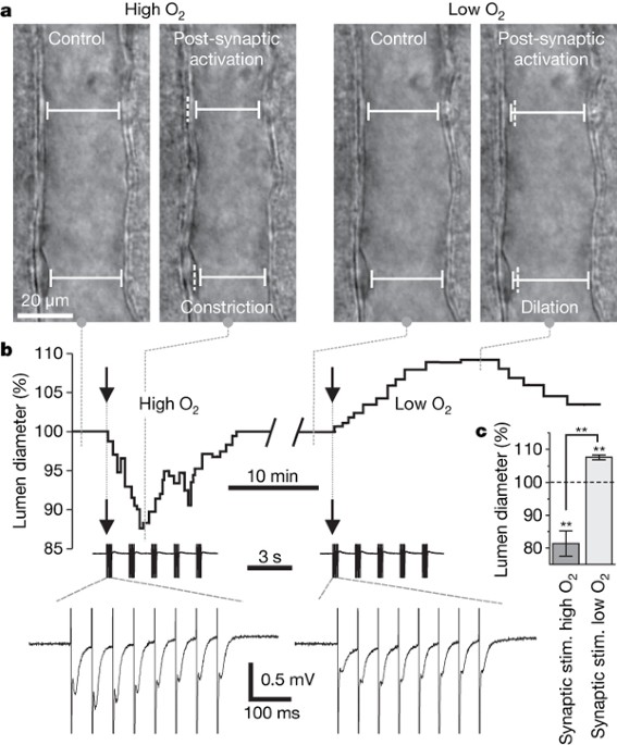 Brain Metabolism Dictates The Polarity Of Astrocyte Control