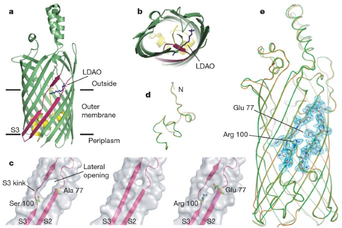 Transmembrane Passage Of Hydrophobic Compounds Through A Protein Channel Wall Nature