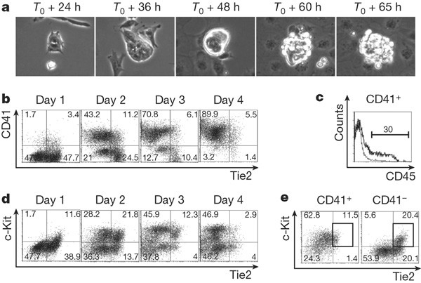The haemangioblast generates haematopoietic cells through a haemogenic endothelium stage