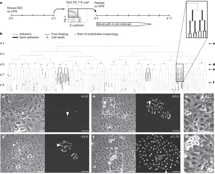 Continuous single-cell imaging of blood generation from haemogenic endothelium
