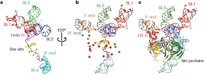 Crystal Structure Of Human Spliceosomal U1 Snrnp At 5 5 A Resolution Nature