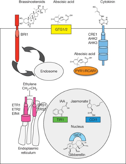 Recent advances and emerging trends in plant hormone signalling | Nature