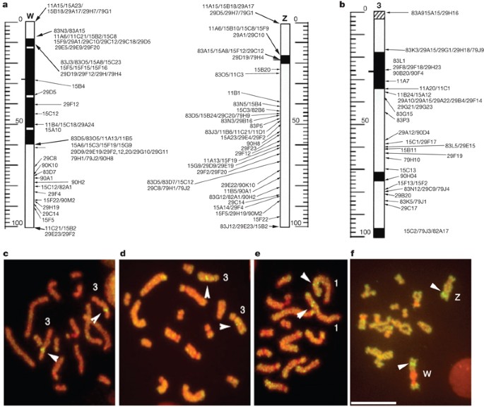 The Genome Of The Blood Fluke Schistosoma Mansoni Nature