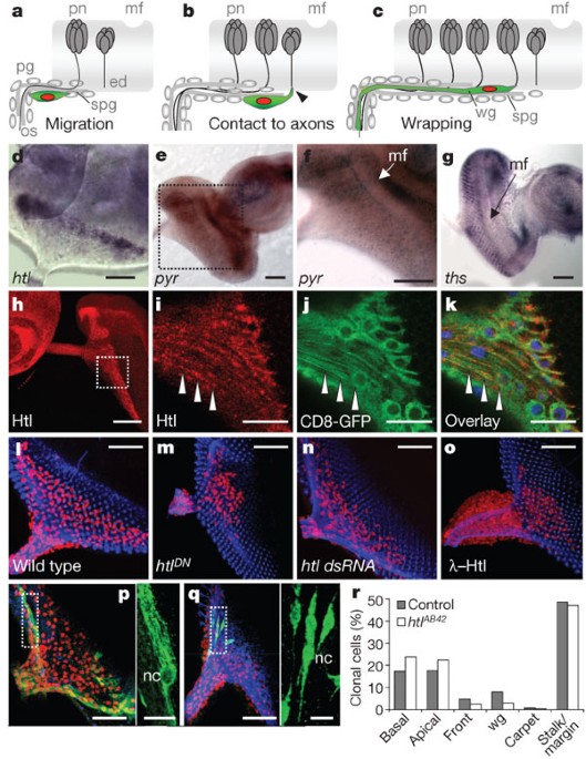 Switch in fgf signalling initiates glial differentiation in the drosophila eye
