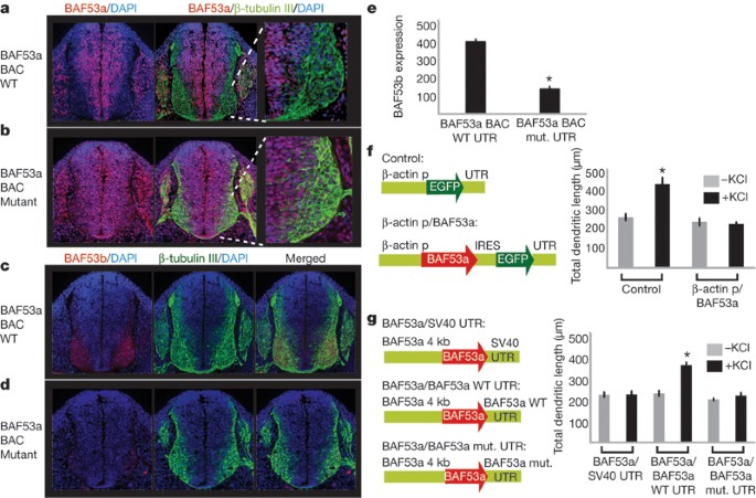 Erratum: microrna-mediated switching of chromatin-remodelling complexes in neural development
