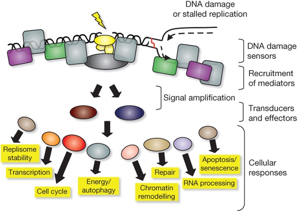 dna damage response in human biology