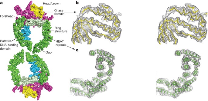 Crystal structure of DNA-PKcs reveals a large open-ring cradle comprised of HEAT  repeats | Nature
