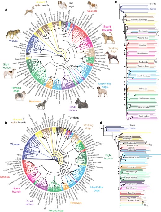 genome wide snp and haplotype analyses