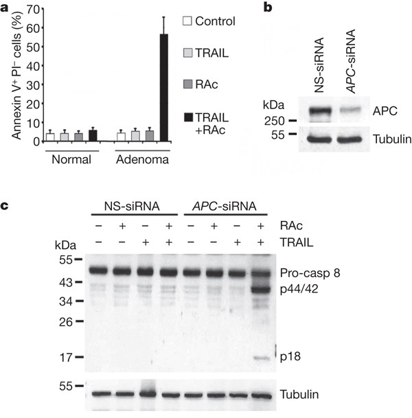Chemoprevention of colorectal cancer by targeting APC-deficient cells for  apoptosis | Nature