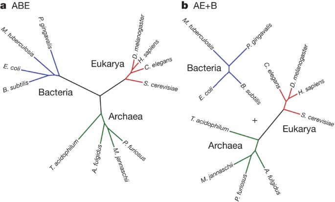 A formal test of the theory of universal common ancestry | Nature