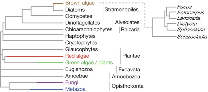 The Ectocarpus genome and the independent evolution of multicellularity in  brown algae | Nature