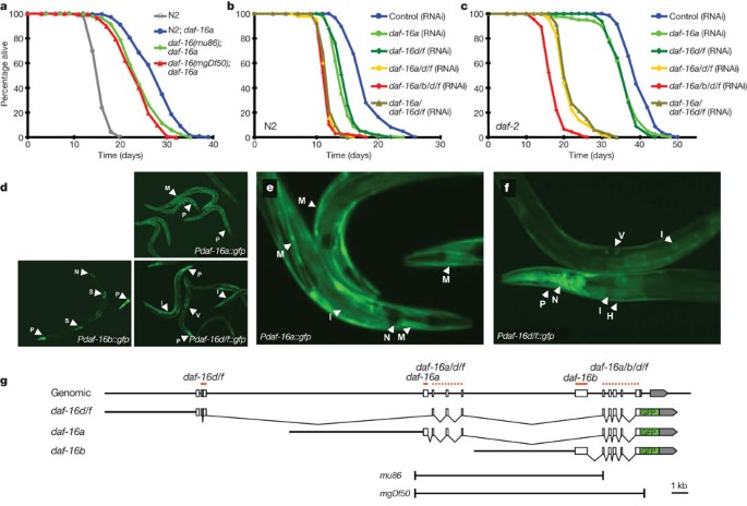 A new daf-16 isoform regulates longevity