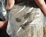photo Reduvius Personatus Chagas chagas disease in the chaco nature