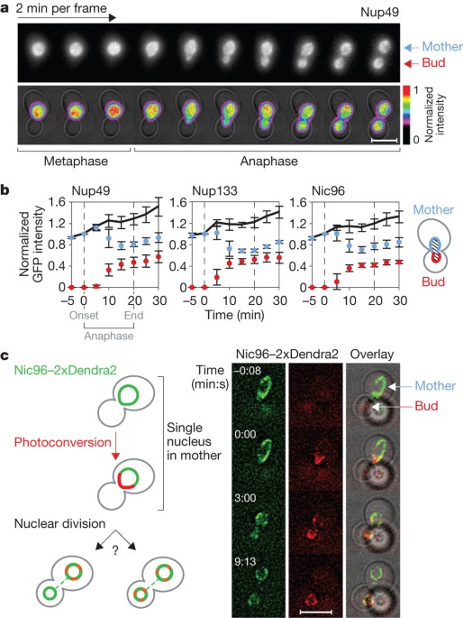 Segregation of yeast nuclear pores