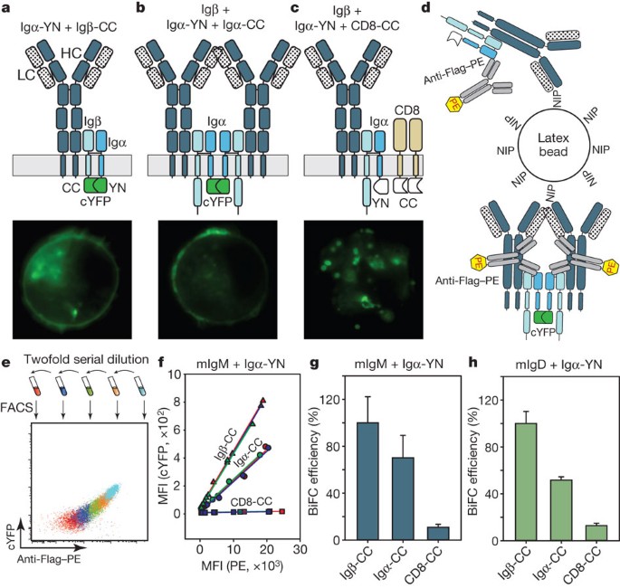 Oligomeric Organization Of The B Cell Antigen Receptor On Resting Cells Nature