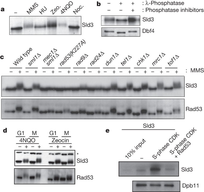 phosphorylation of Sld3 is important to late origin firing | Nature