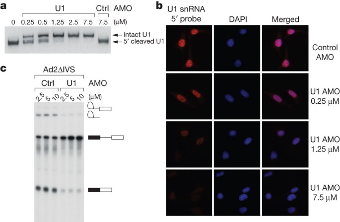 U1 Snrnp Protects Pre Mrnas From Premature Cleavage And Polyadenylation Nature