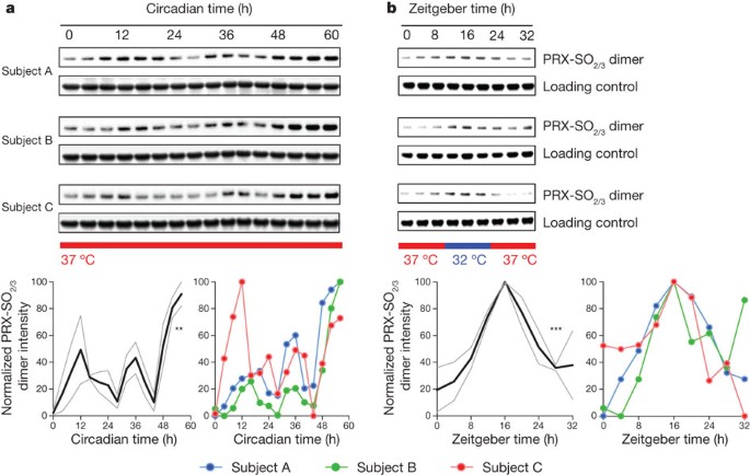 Circadian clocks in human red blood cells