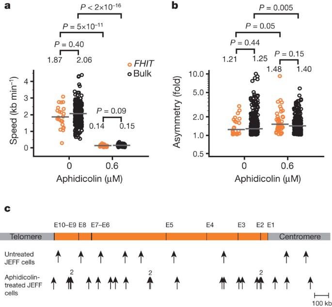 Cell-type-specific replication initiation programs set fragility of the fra3b fragile site
