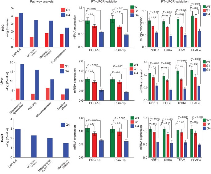 Telomere Dysfunction Induces Metabolic And Mitochondrial Compromise Nature Telomere Dysfunction Induces Metabolic And Mitochondrial Compromise Nature