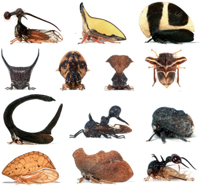 Body plan innovation in treehoppers through the evolution of an extra wing-like appendage | Nature Body plan innovation in treehoppers through the evolution of an extra wing-like appendage | Nature