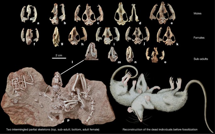 Earliest Evidence Of Mammalian Social Behaviour In The Basal Tertiary Of Bolivia Nature