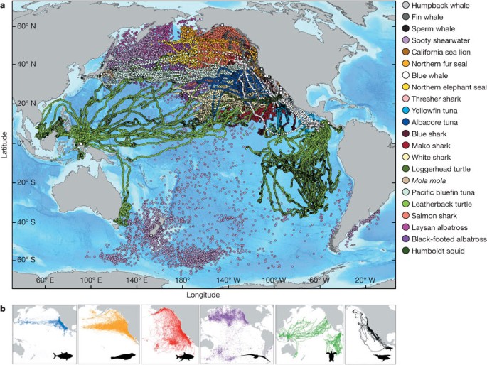 Tracking apex marine predator movements in a dynamic ocean | Nature