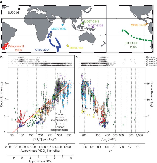Sensitivity of coccolithophores to carbonate chemistry and ocean acidification