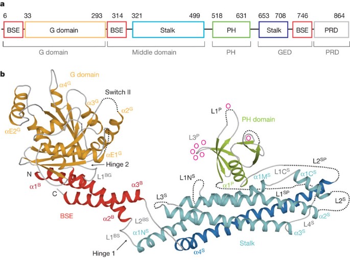 Crystal Structure Of Nucleotide Free Dynamin Nature