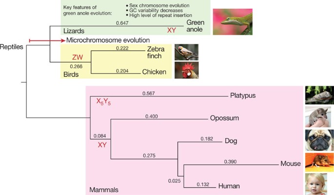 Ancestry blocks for canine chromosome 6. Each horizontal band is an