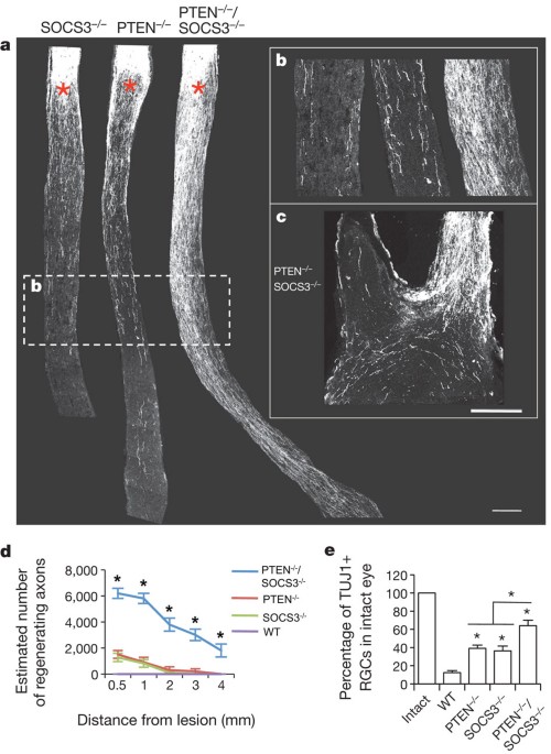 Sustained axon regeneration induced by co-deletion of pten and socs3