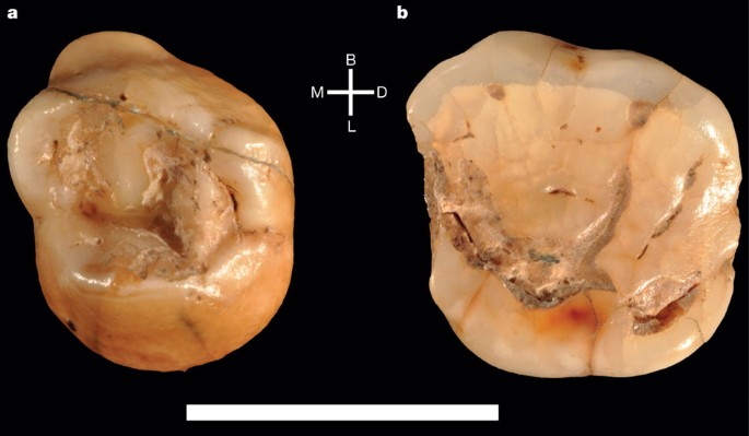 Early Dispersal Of Modern Humans In Europe And Implications For Neanderthal Behaviour Nature