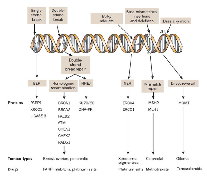 DNA repair systems