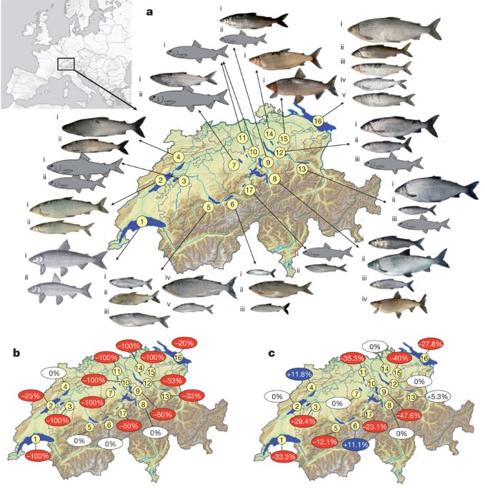 Eutrophication Causes Speciation Reversal In Whitefish Adaptive Radiations  | Nature Eutrophication Causes Speciation Reversal In Whitefish Adaptive Radiations  | Nature