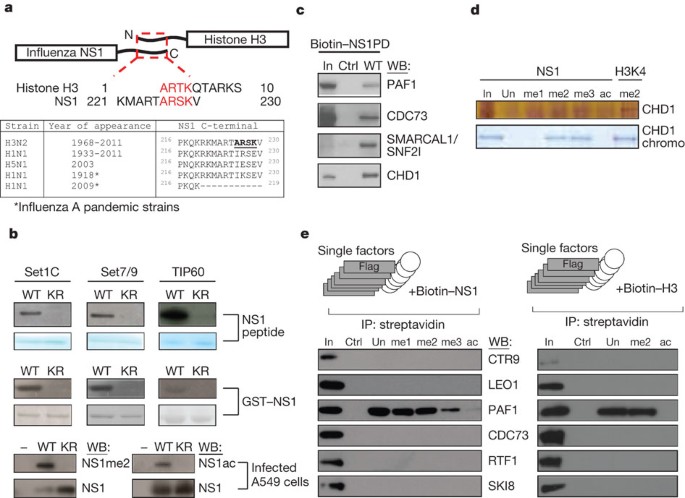 Suppression of the antiviral response by an influenza histone mimic