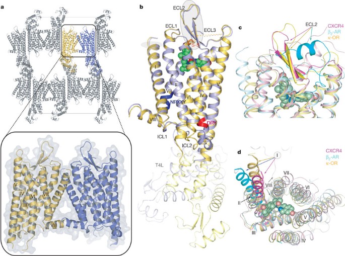Structure of the human κ-opioid receptor in complex with JDTic | Nature