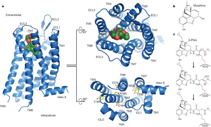 Crystal Structure Of The µ Opioid Receptor Bound To A Morphinan Antagonist Nature
