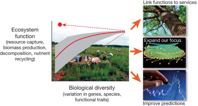 Impact on Biodiversity and Food Chains