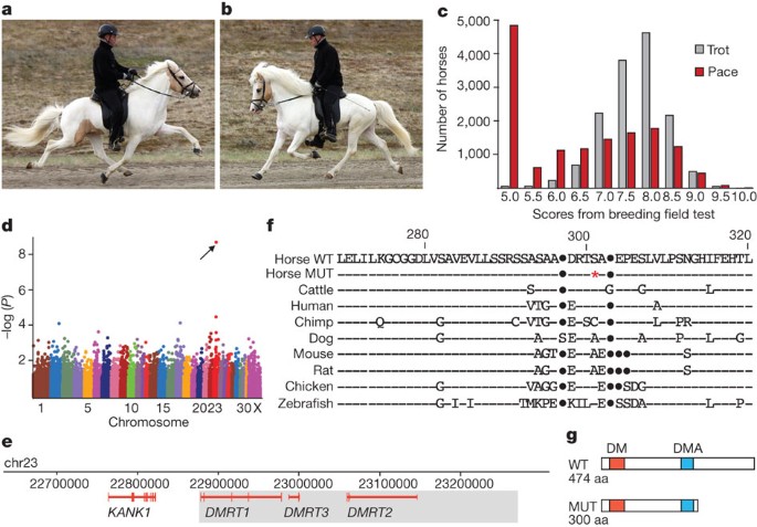 mutations in dmrt3 affect locomotion in horses and spinal