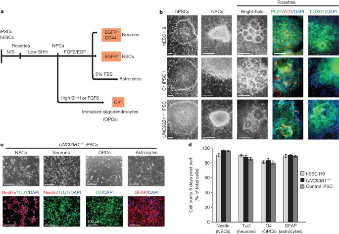Impaired intrinsic immunity to hsv-1 in human ipsc-derived tlr3-deficient cns cells