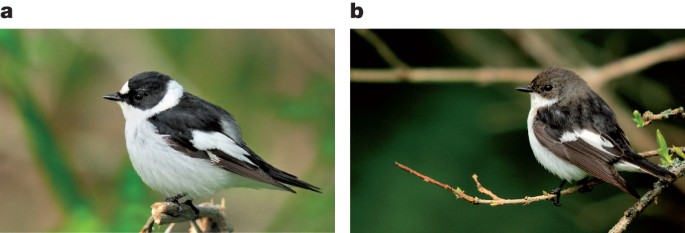 The Genomic Landscape Of Species Divergence In Ficedula Flycatchers Nature The Genomic Landscape Of Species Divergence In Ficedula Flycatchers Nature