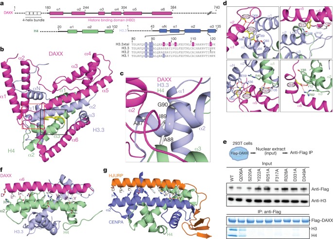 Daxx Envelops A Histone H3 3 H4 Dimer For H3 3 Specific Recognition Nature