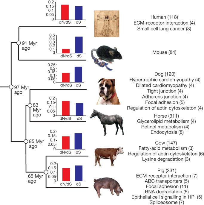 Analyses of pig genomes provide insight into porcine demography