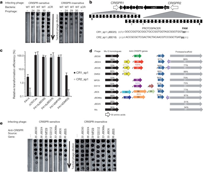 Bacteriophage genes that inactivate the crispr/cas bacterial immune system