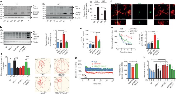 NLRP3 is activated in Alzheimer's disease and contributes to pathology in  APP/PS1 mice | Nature