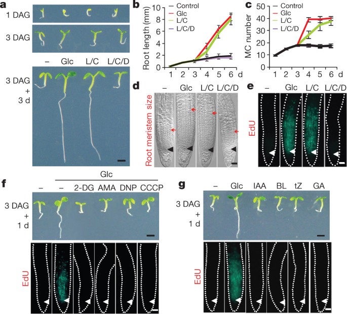 Glucose Tor Signalling Reprograms The Transcriptome And Activates Meristems Nature