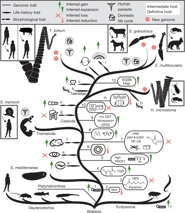 The genomes of four tapeworm species reveal adaptations to parasitism